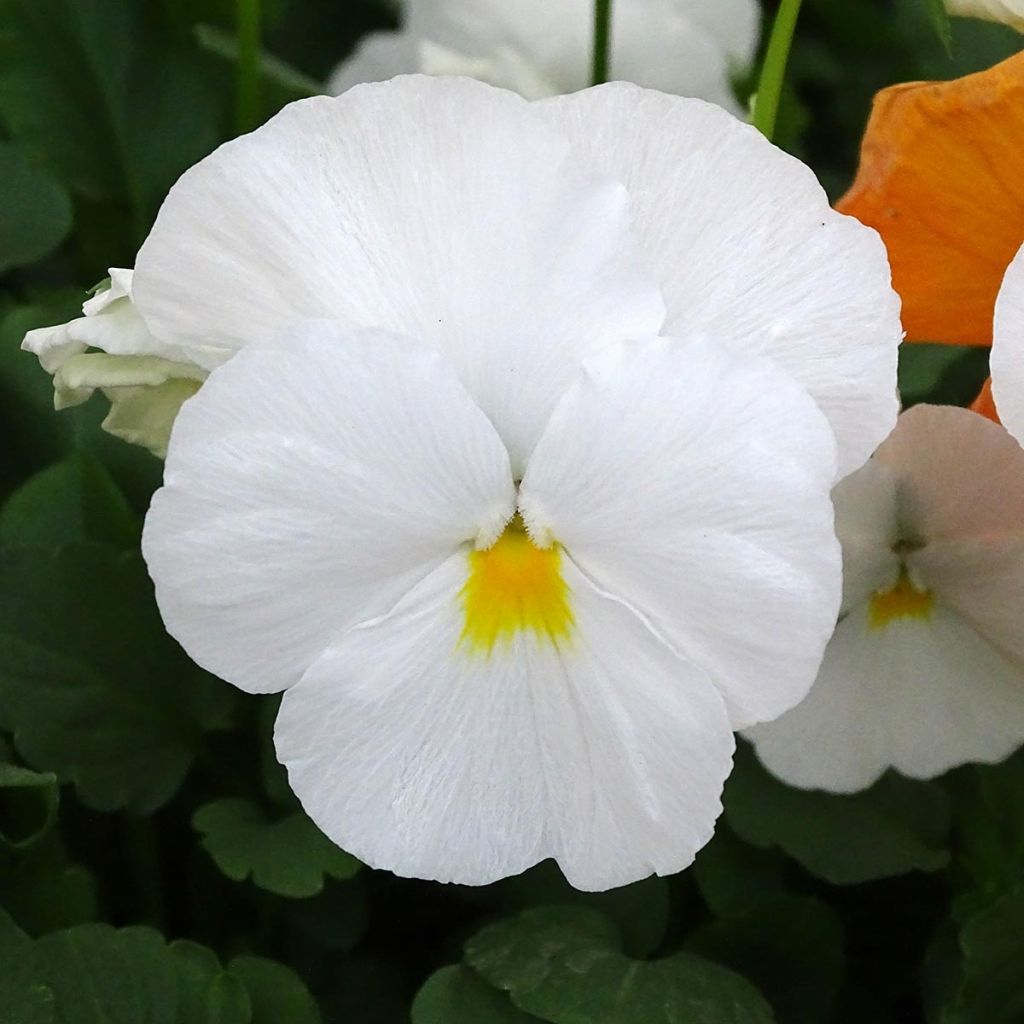 Viola cornuta Prim Up Citrus mélange