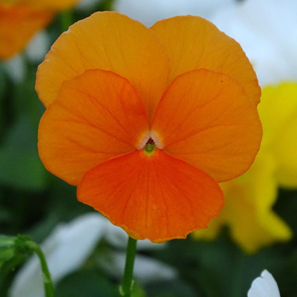 Viola cornuta Prim Up Citrus mélange