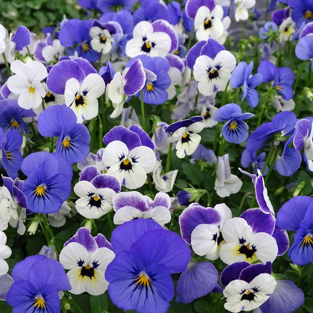 Violette cornue Sorbet Blueberry Sundae mélange Mini-motte