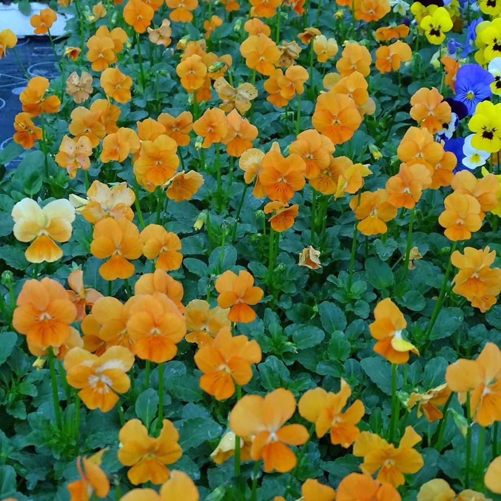 Violette cornue Penny Orange Mini-motte