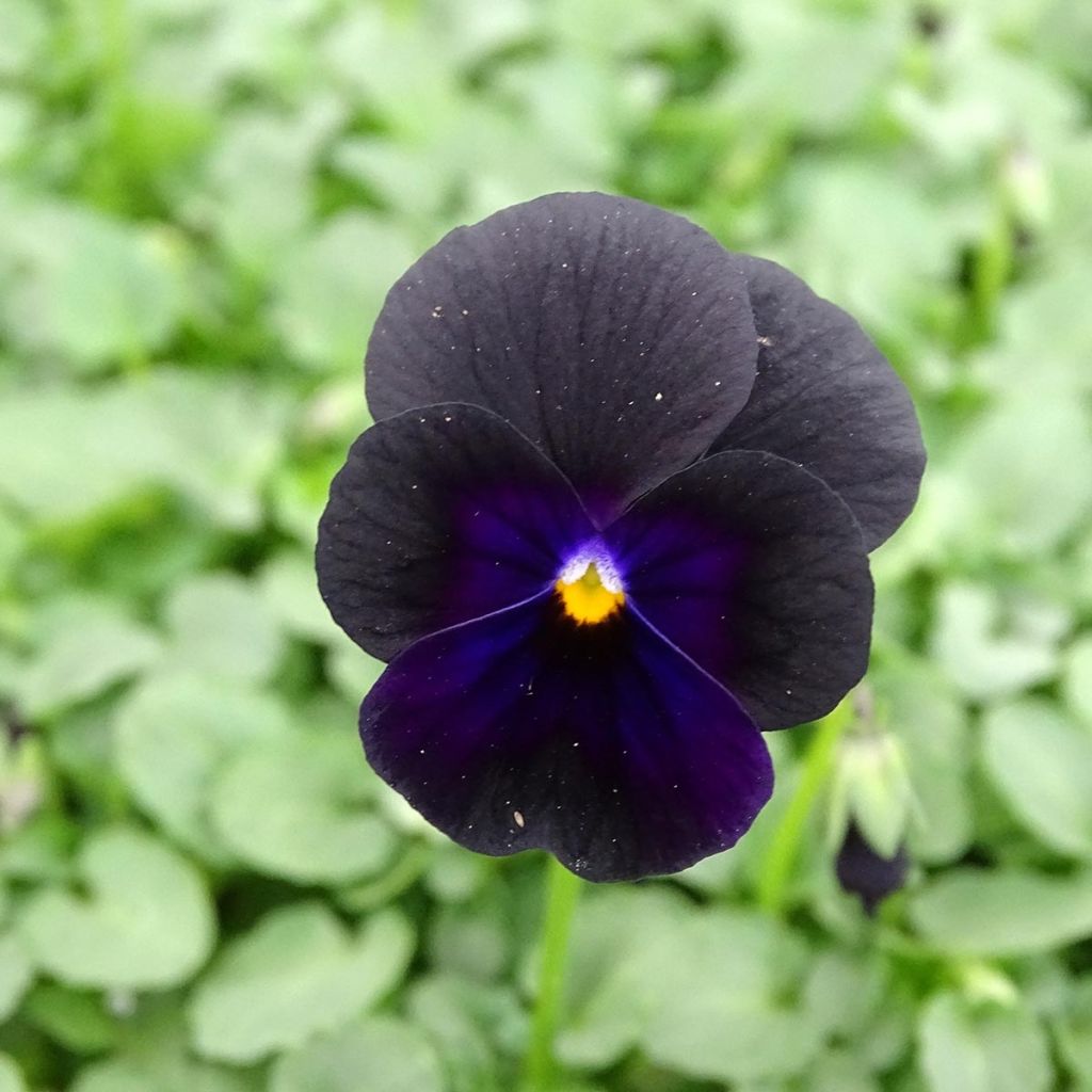 Violette cornue Sorbet Black Delight Mini-motte