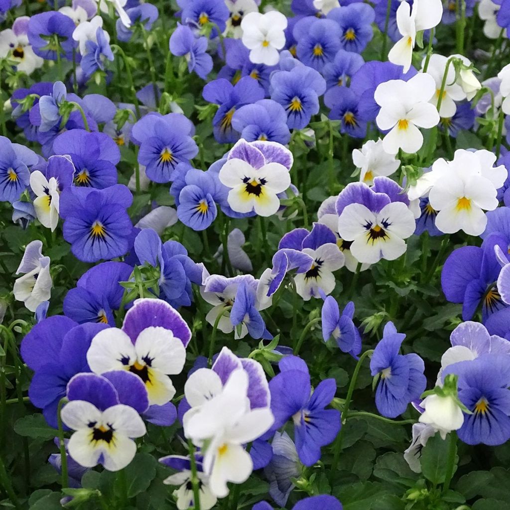 Violette cornue Sorbet Blueberry Sundae mélange Mini-motte