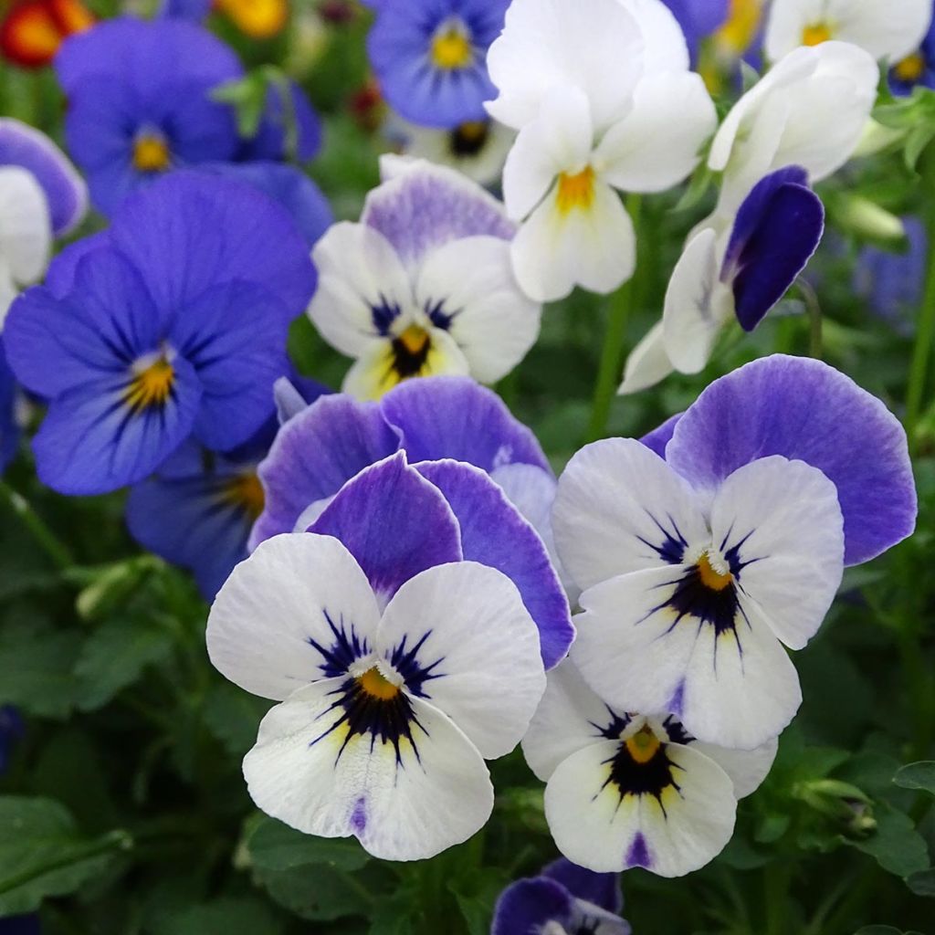 Violette cornue Sorbet Blueberry Sundae mélange Mini-motte