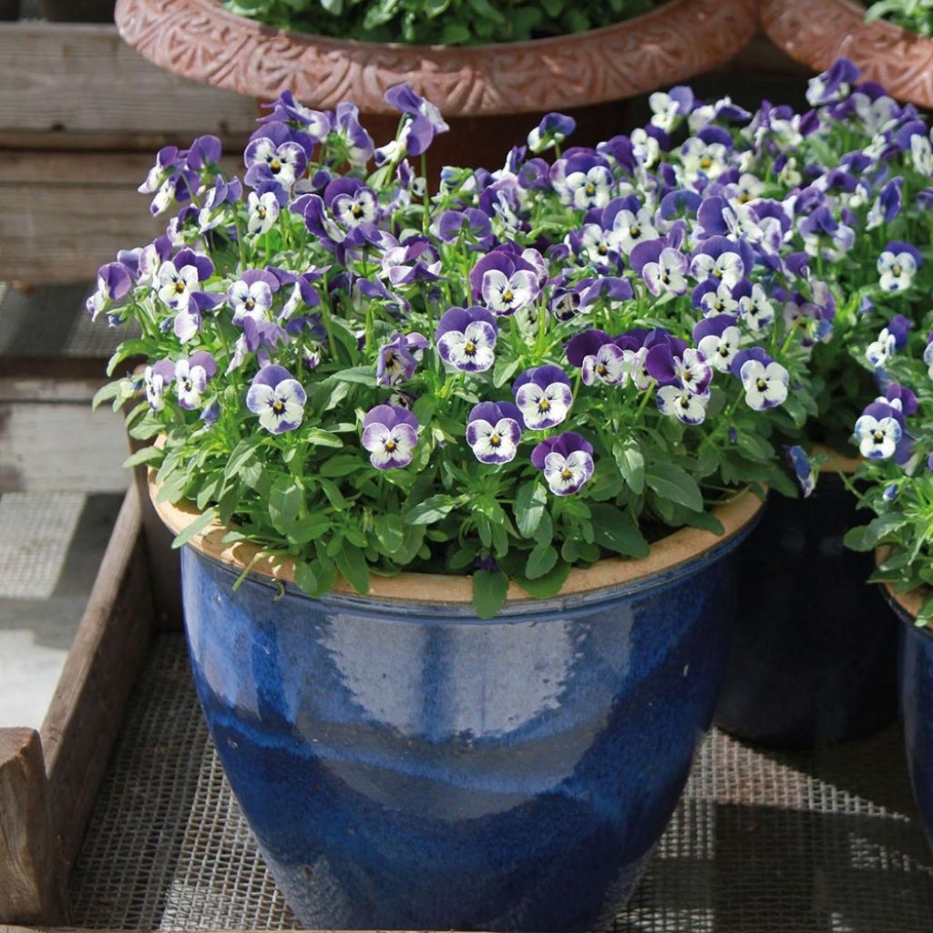 Violette cornue Sorbet Delft Blue Mini-motte