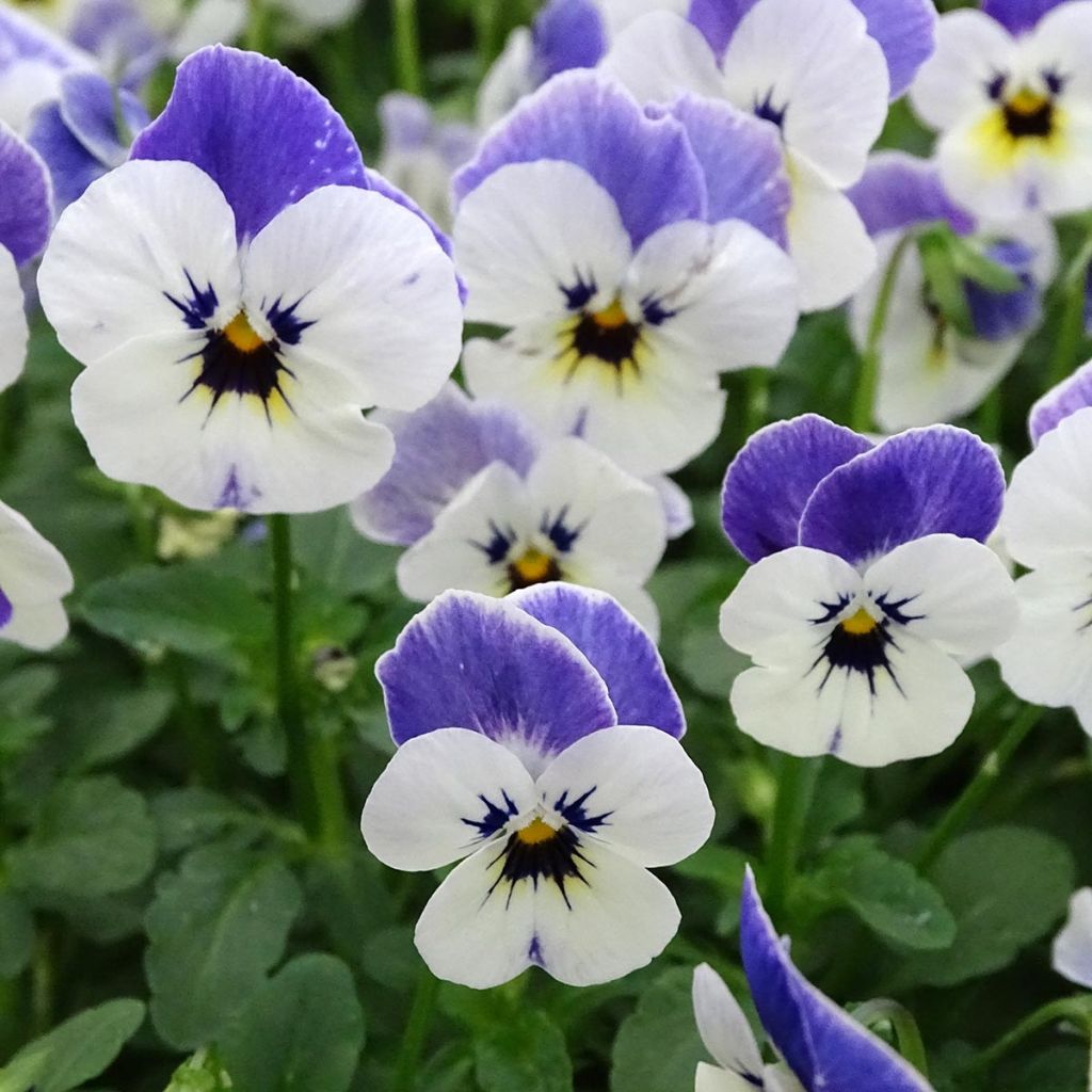 Violette cornue Sorbet Delft Blue Mini-motte