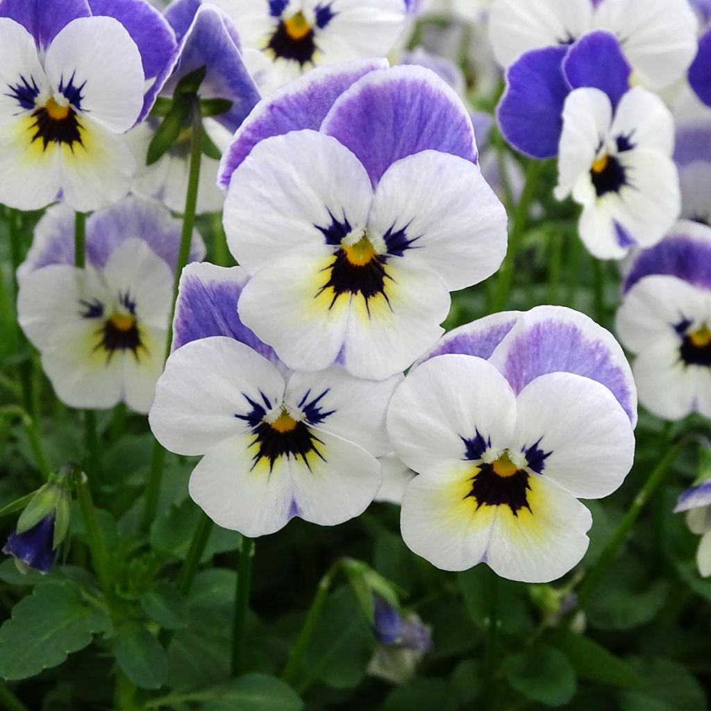 Violette cornue Sorbet Delft Blue Mini-motte