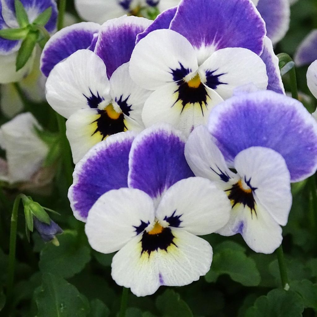 Violette cornue Sorbet Delft Blue Mini-motte