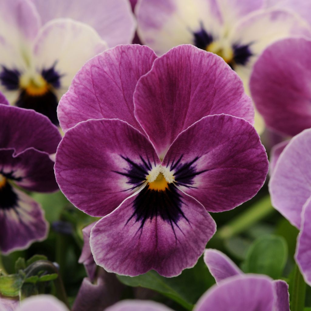 Violette cornue Sorbet XP Raspberry Mini-motte - Viola cornuta