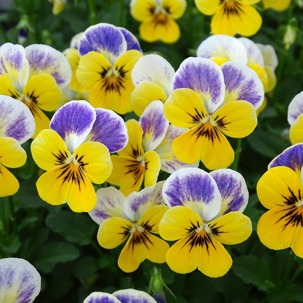 Violette cornue Sorbet Yellow Blue Jump-Up Mini-motte