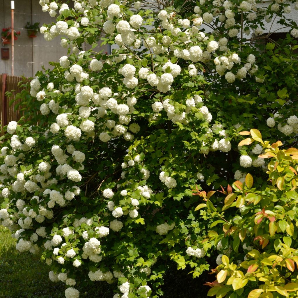 Viburnum opulus Roseum - Bola-de-neve
