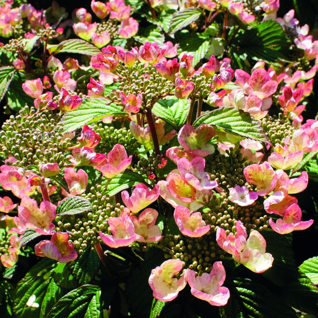 Viorne - Viburnum plicatum Pinkimono