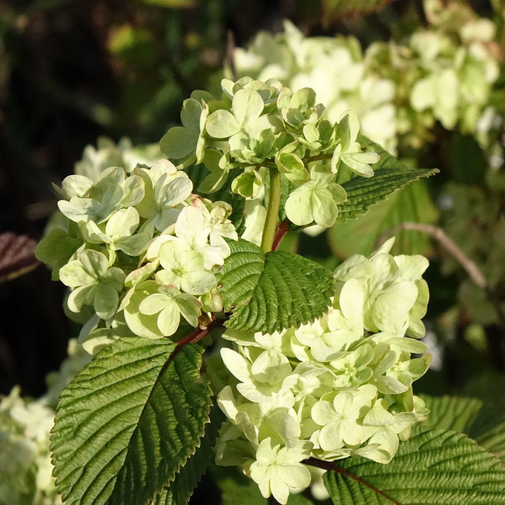 Viorne - Viburnum plicatum Popcorn