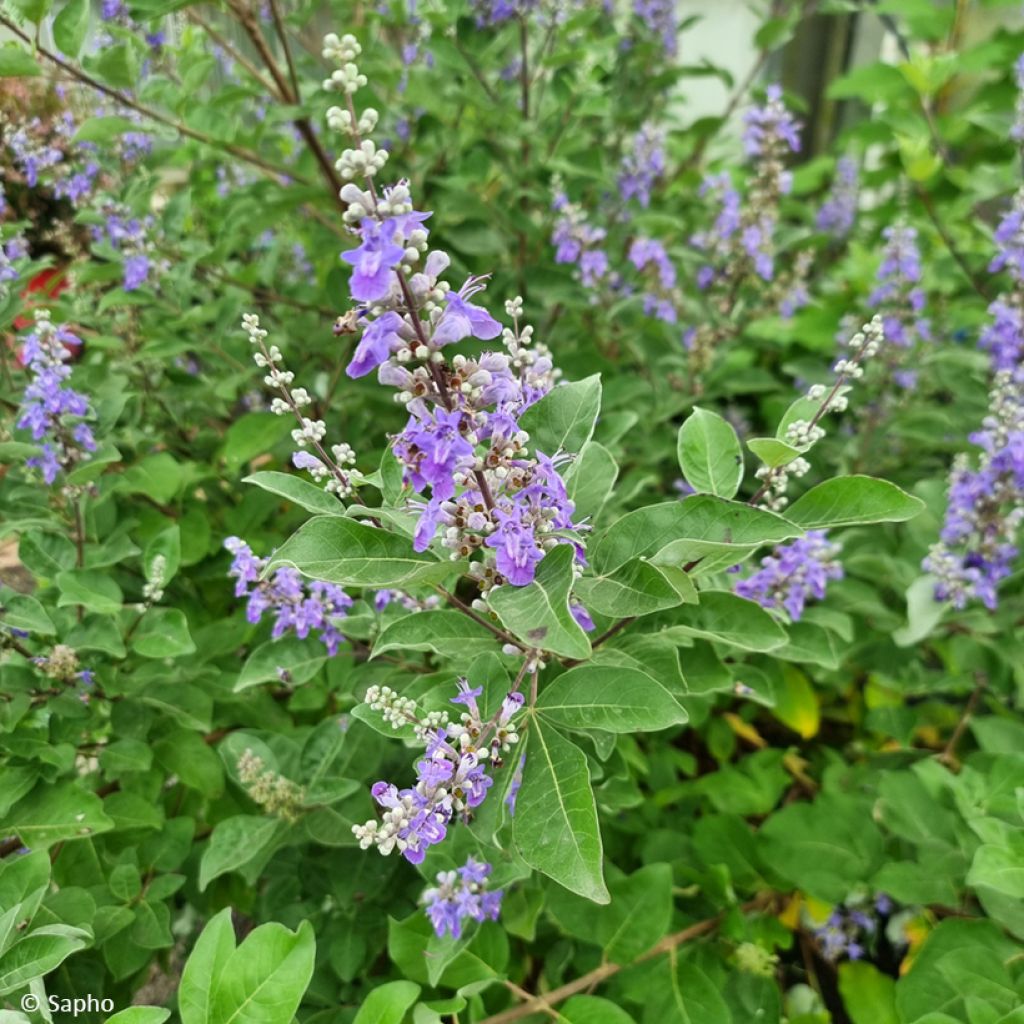 Vitex × agnus-castus Chicagoland Blues