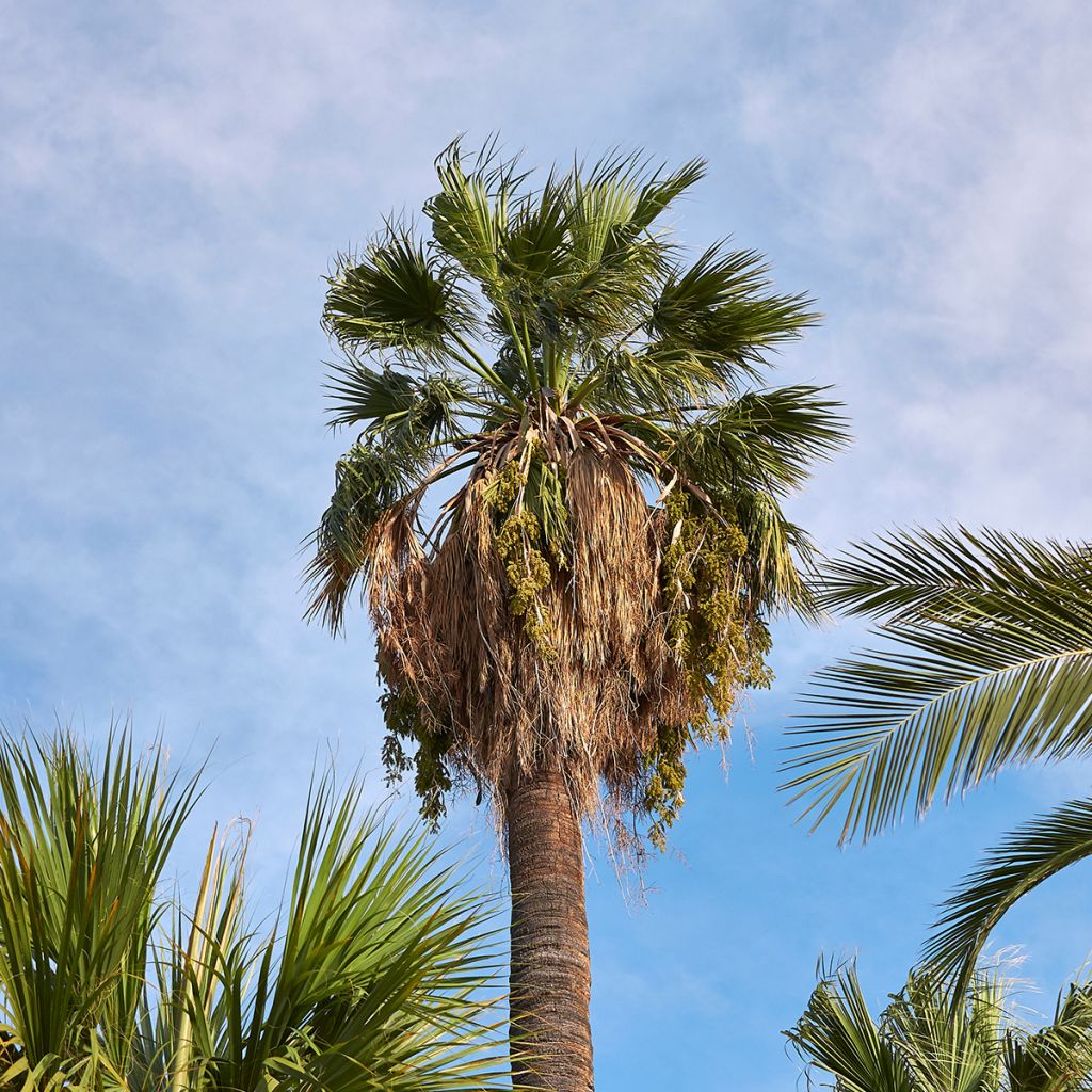 Graines de Palmier - Washingtonia filifera