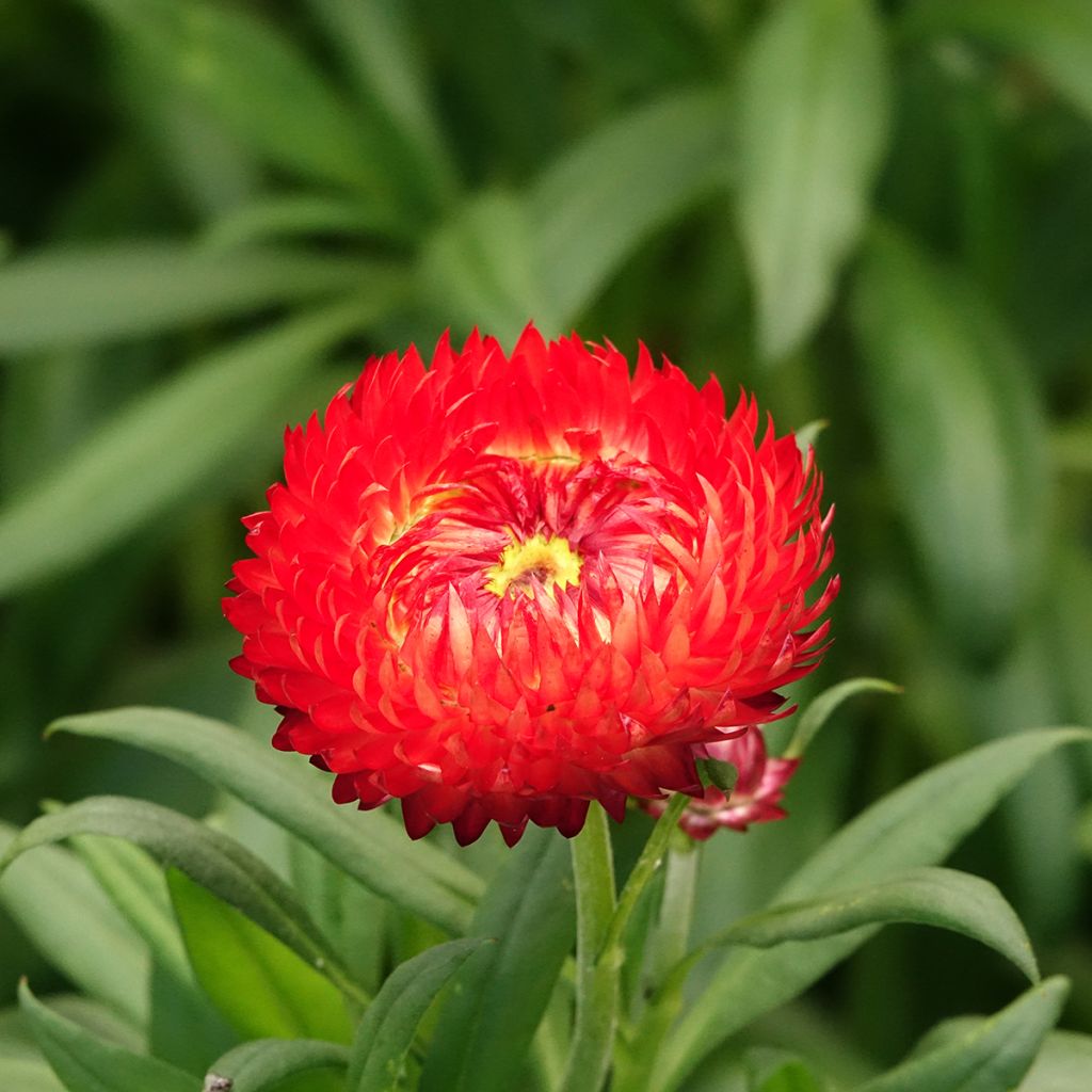Xerochrysum Granvia Red Flame