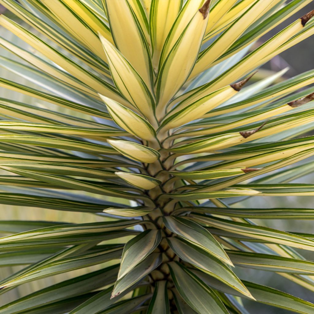 Yucca aloifolia Variegata - Yucca à feuilles d'Aloès