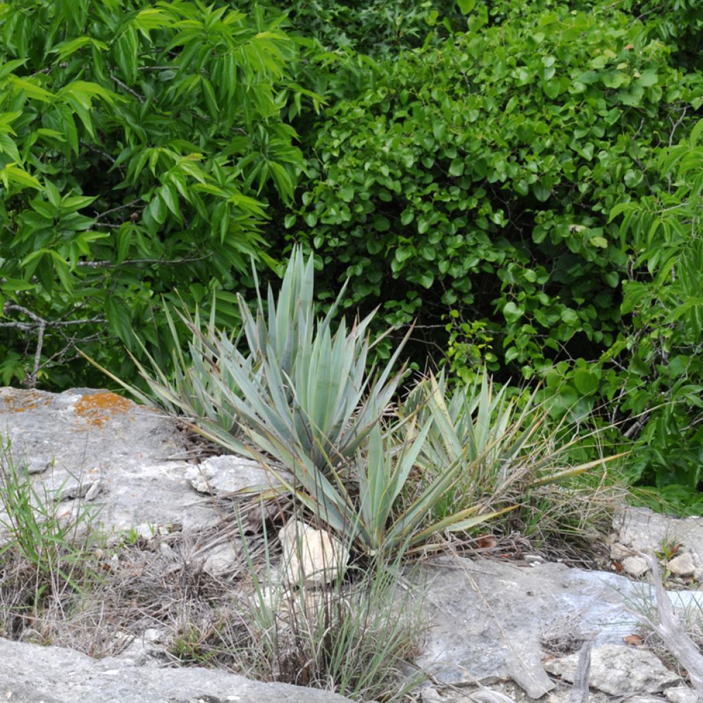 Yucca pallida