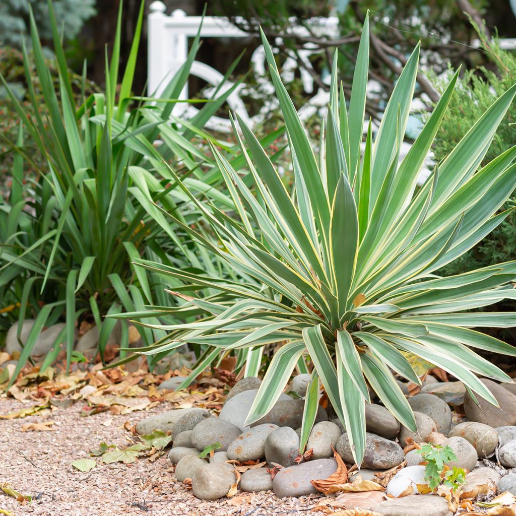 Yucca gloriosa Variegata - Dague espagnole