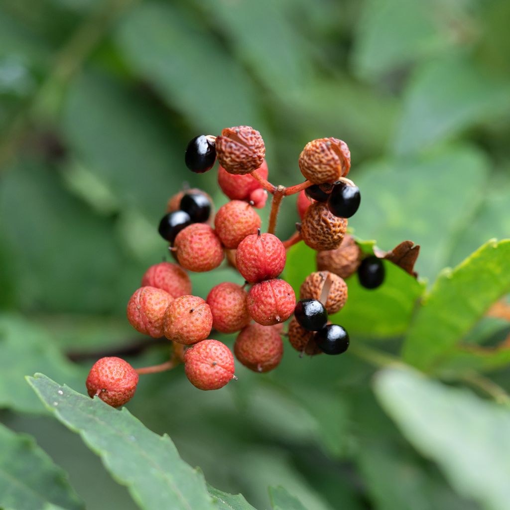 Zanthoxylum piperitum - Poivrier du Sichuan