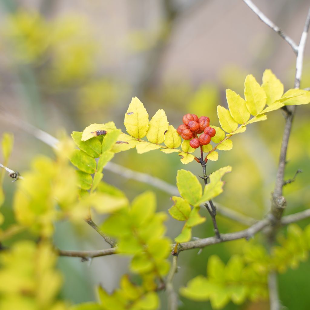 Zanthoxylum piperitum - Poivrier du Sichuan