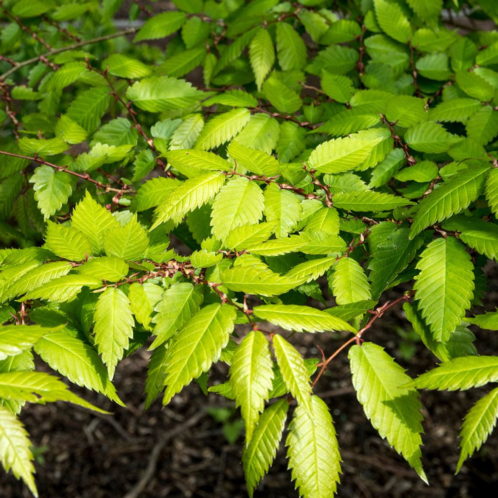 Zelkova serrata Goblin - Orme de Sibérie