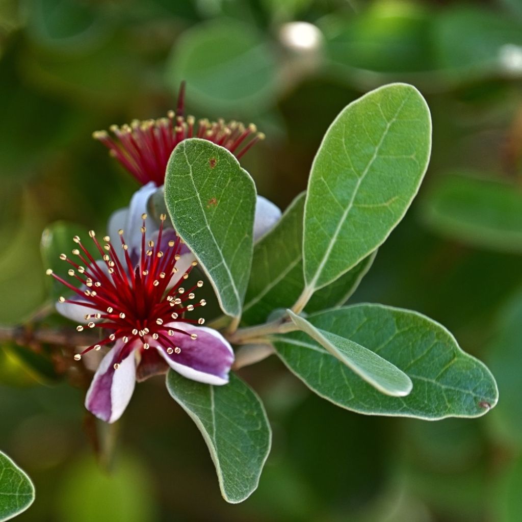 Acca sellowiana - Goiaba brasileira
