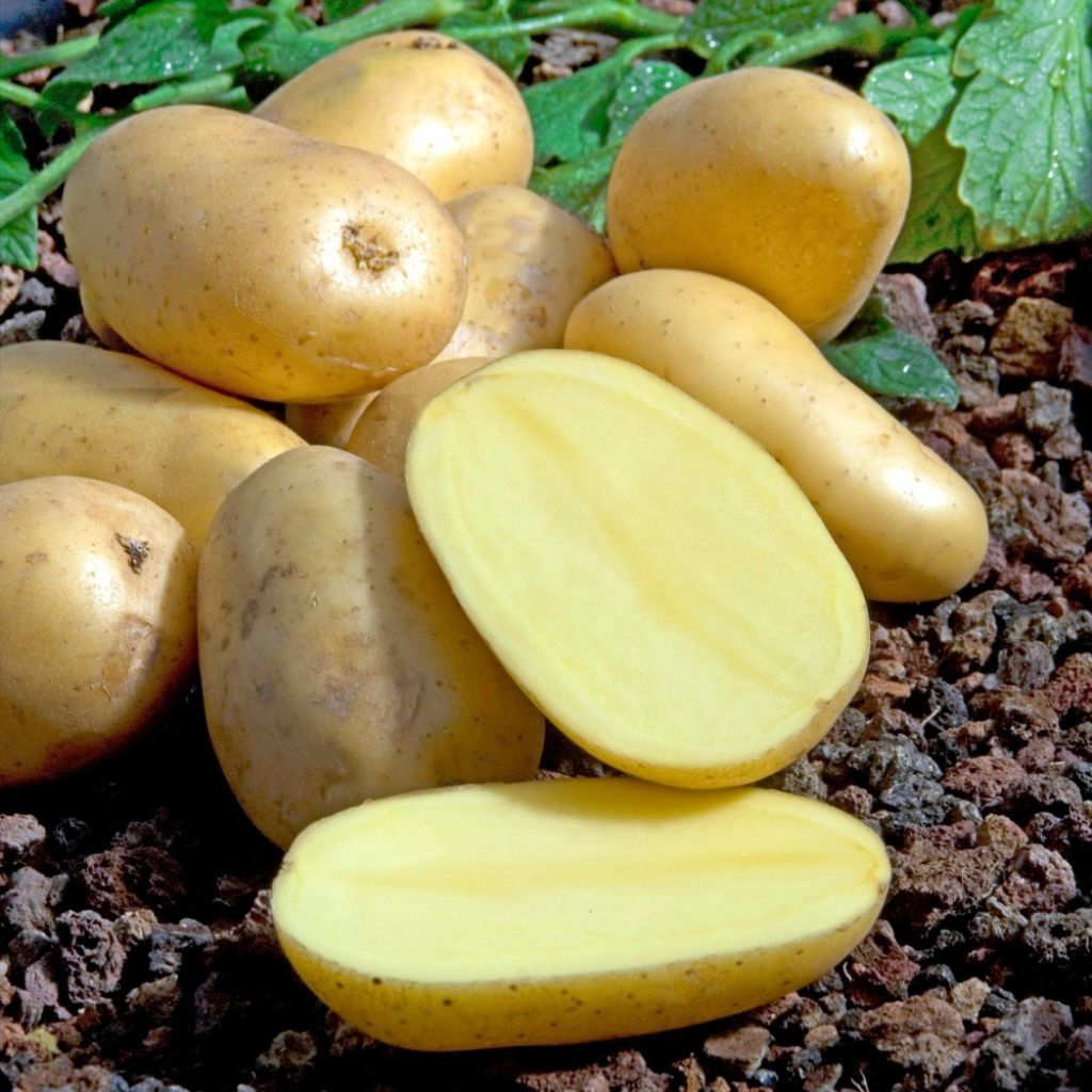 Pommes de terre Charlotte - Solanum tuberosum