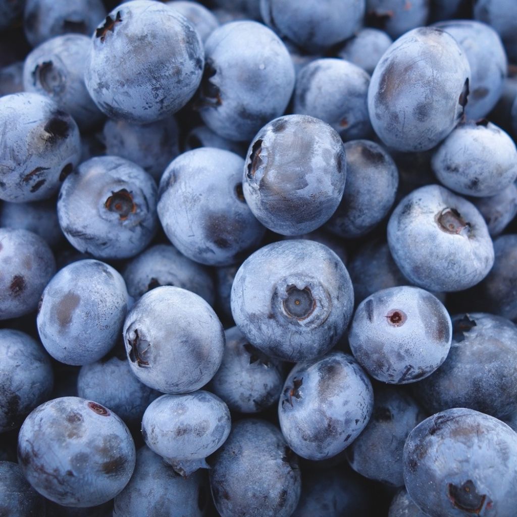 Mirtileiro Patriot - Vaccinium corymbosum x myrtillus