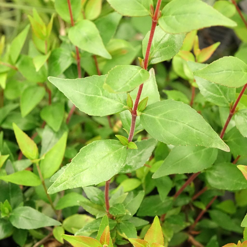 Abélia grandiflora Prostrata