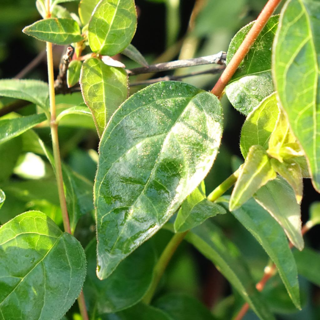 Abélia grandiflora Pink Pong