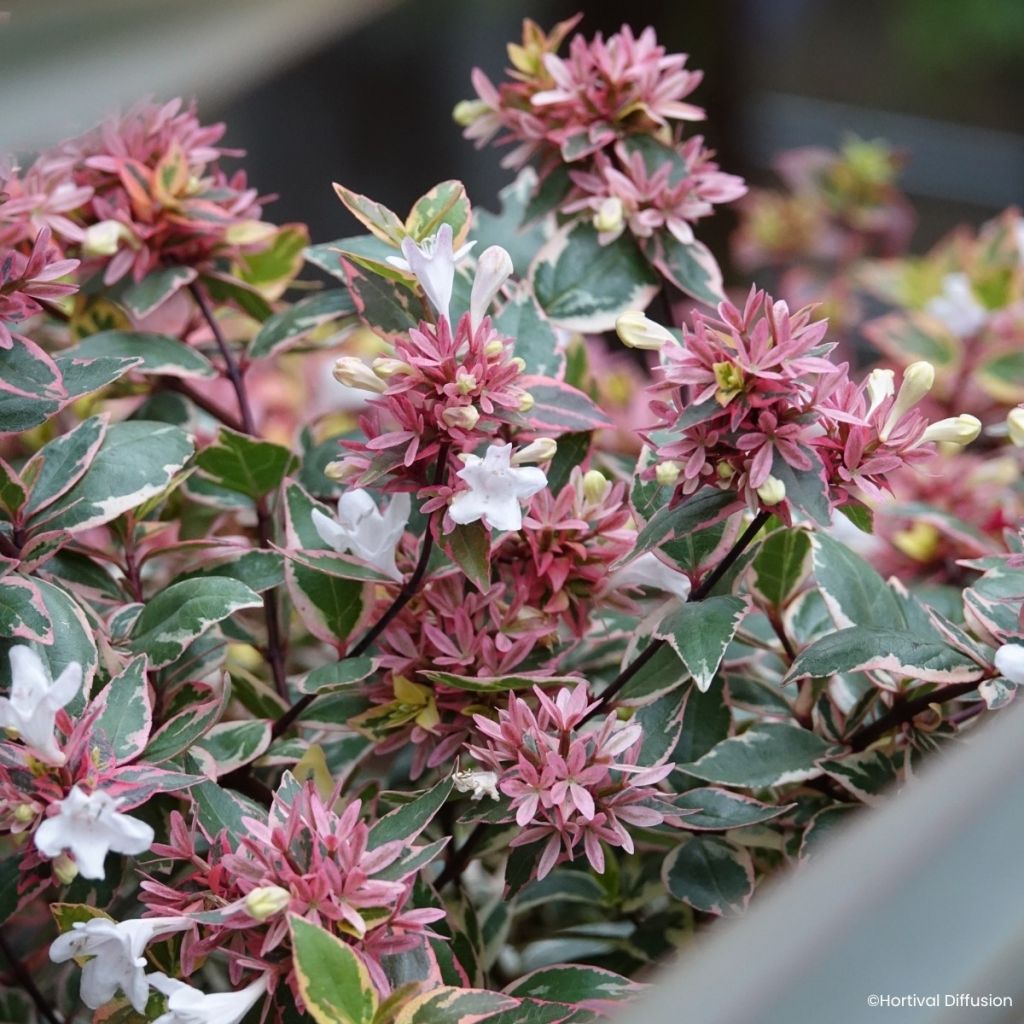 Abélia grandiflora Psykedelik