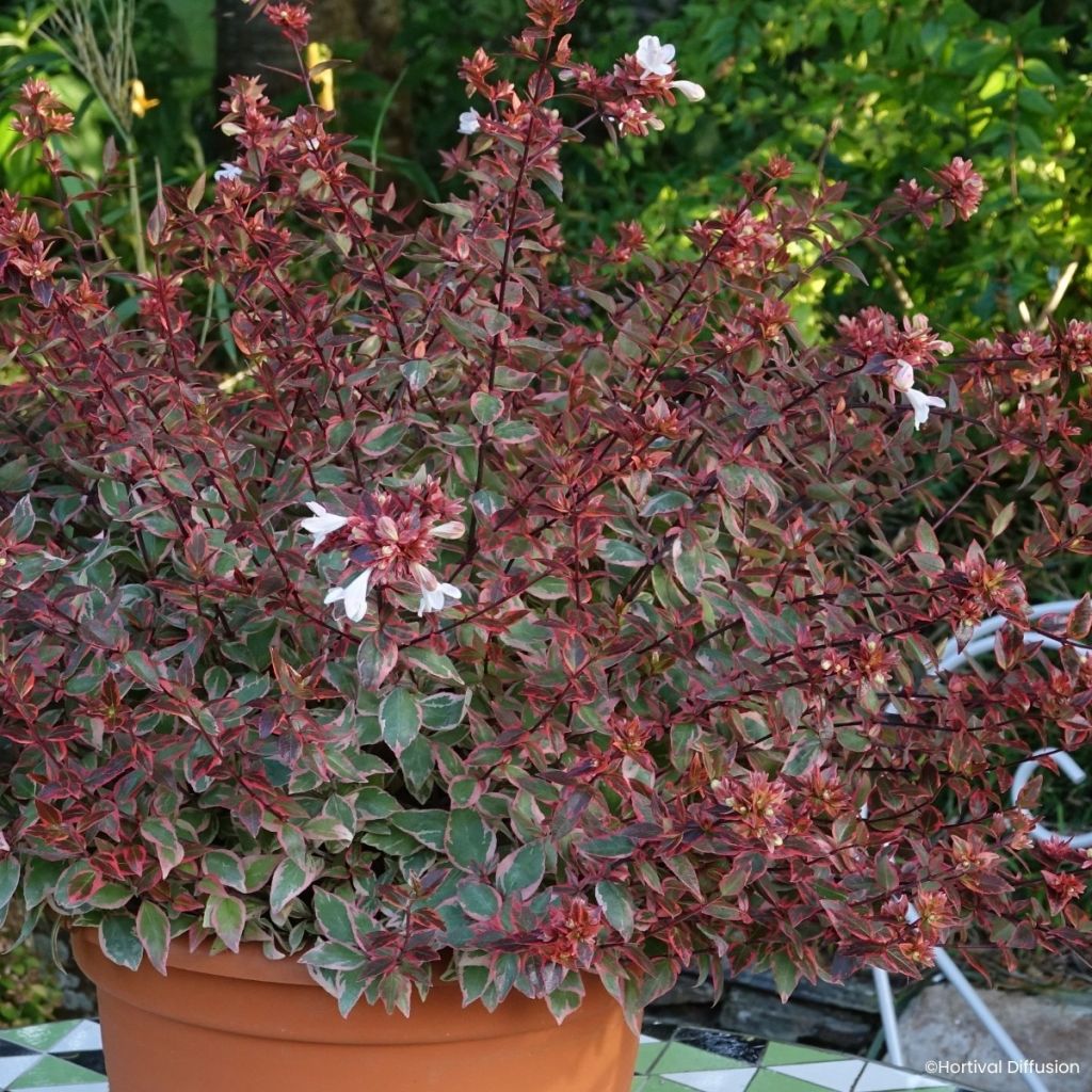Abélia grandiflora Psykedelik