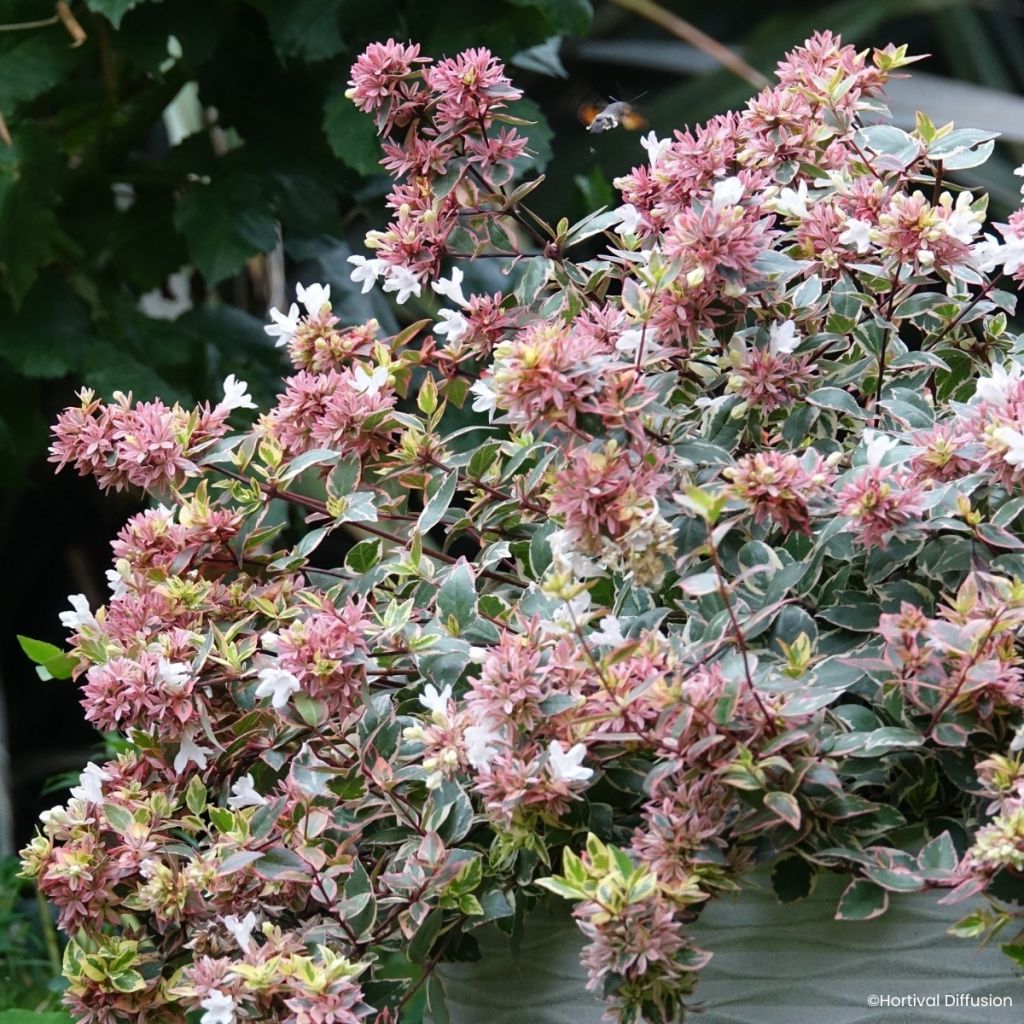 Abélia grandiflora Psykedelik
