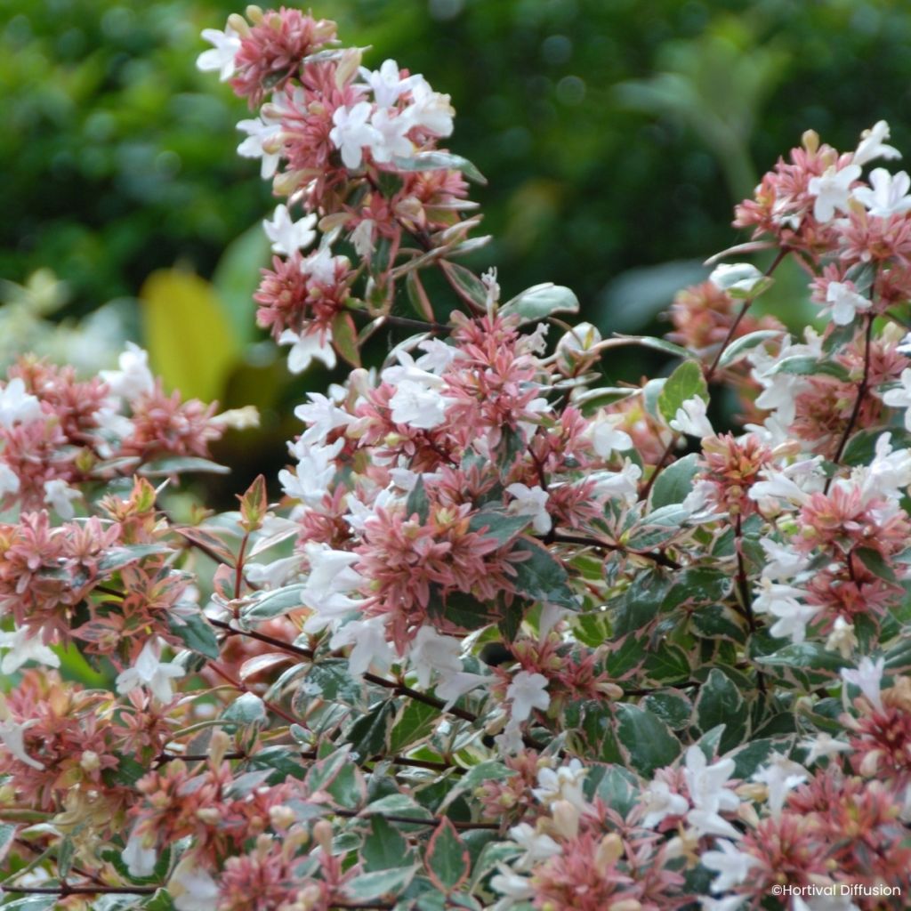 Abélia grandiflora Psykedelik