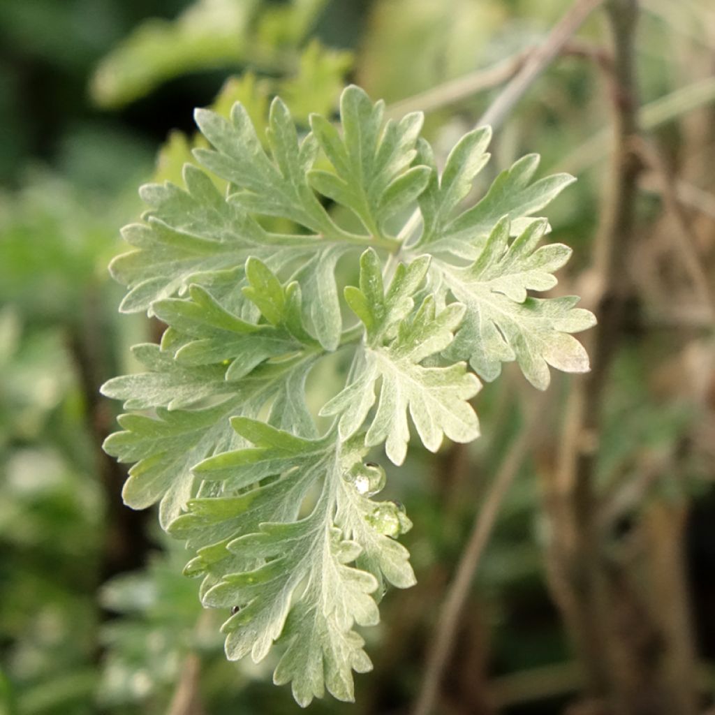 Absinto - Artemisia absinthium