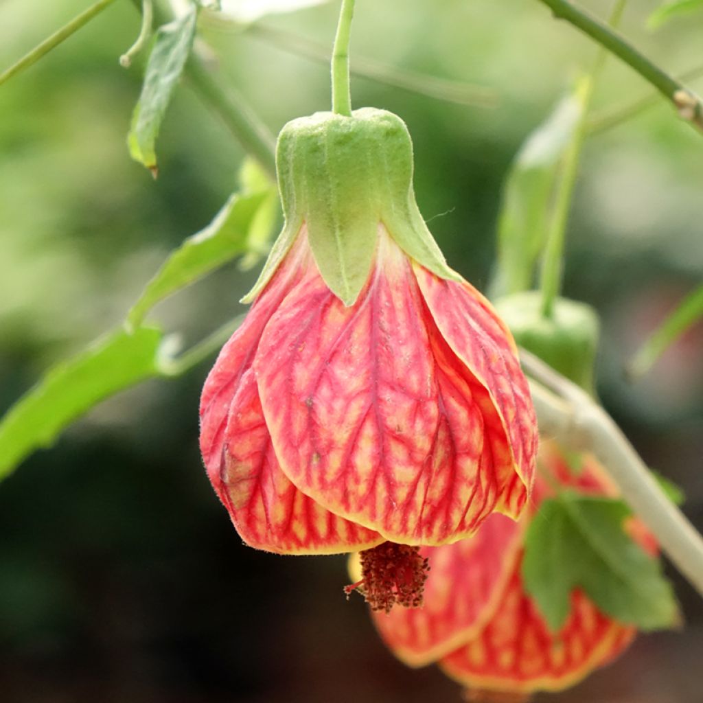 Abutilon striatum Redvein