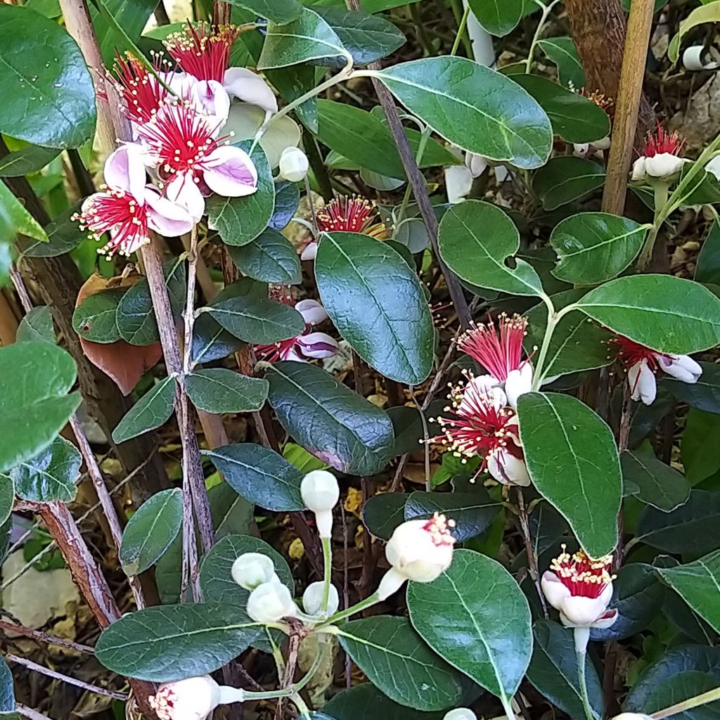 Acca sellowiana Coolidge - Goyavier du Brésil autofertile