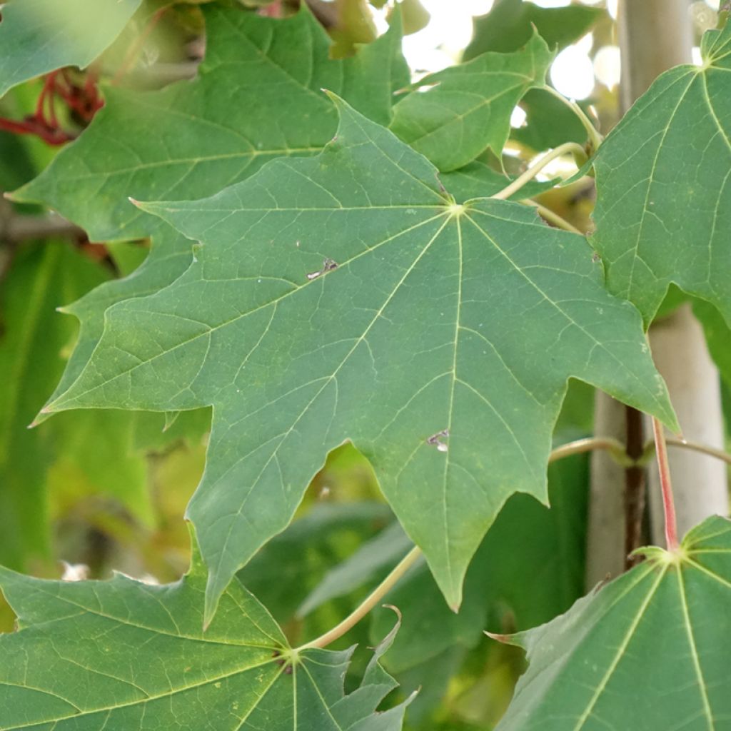 Bordo-da-noruega Maculatum - Acer platanoides