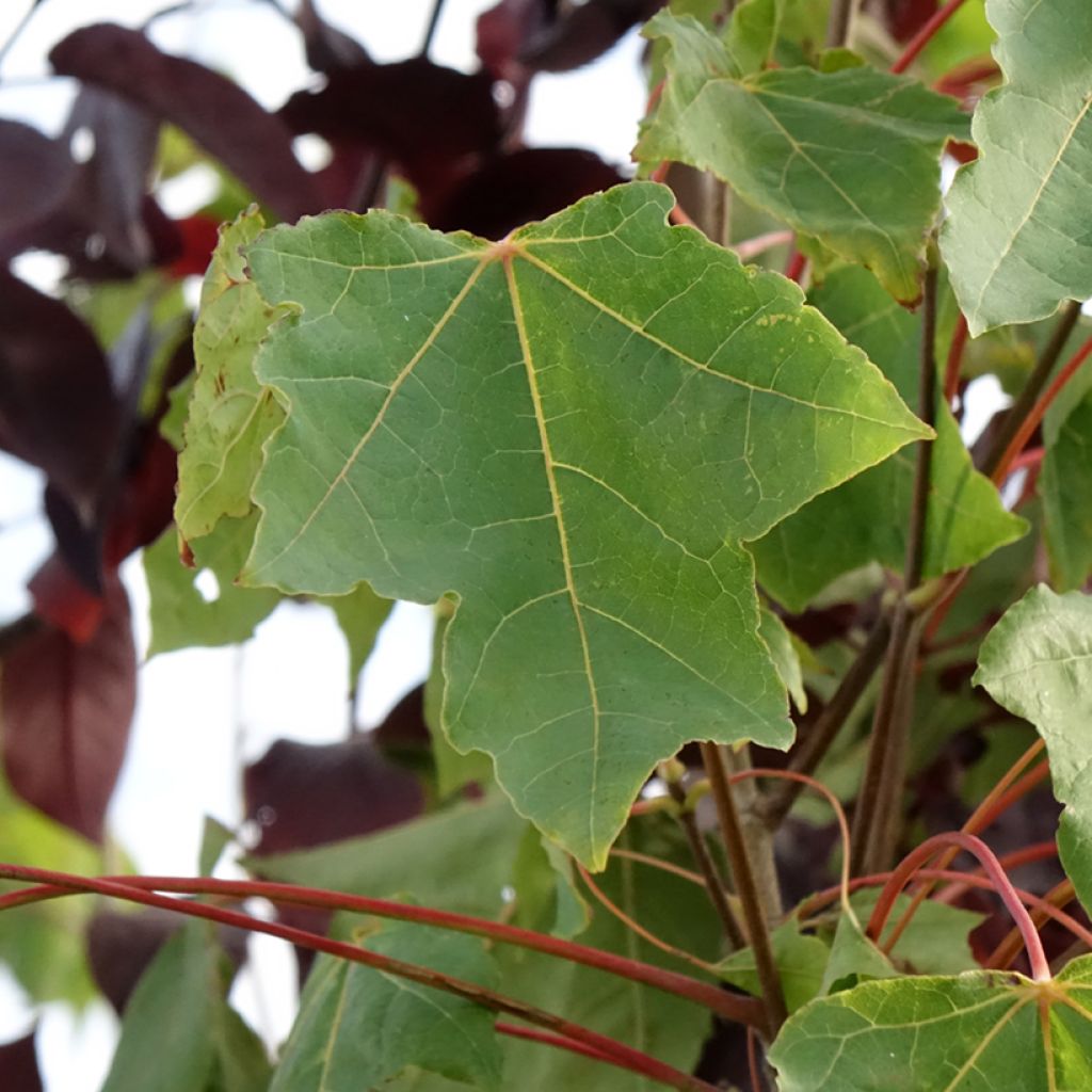 Bordo-da-noruega Stollii - Acer platanoides