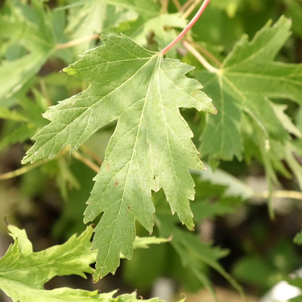Ácer-prata Laciniatum Wieri - Acer saccharinum