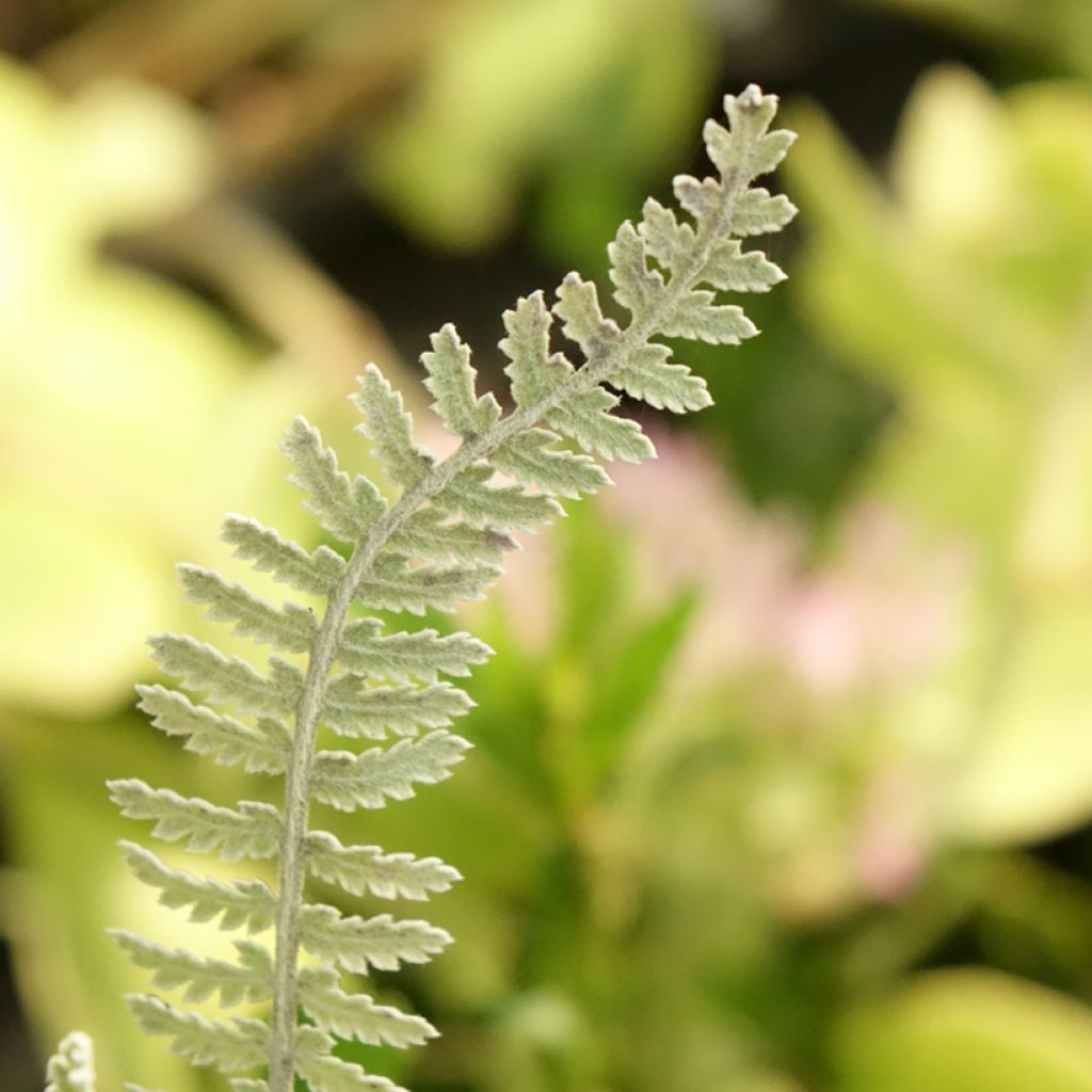 Achillea clypeolata
