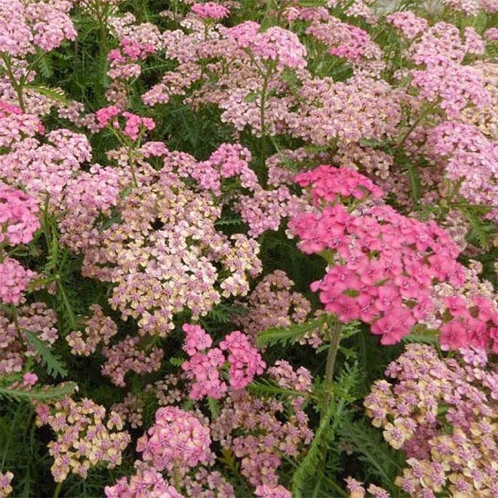 Achillée millefeuilles Apricot Delight (Tutti frutti) - Achillea millefolium