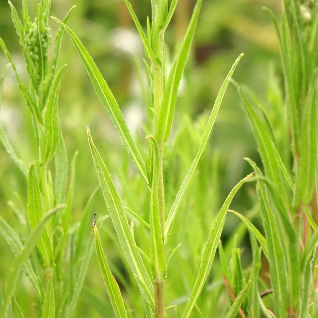 Achillea ptarmica Boule de Neige