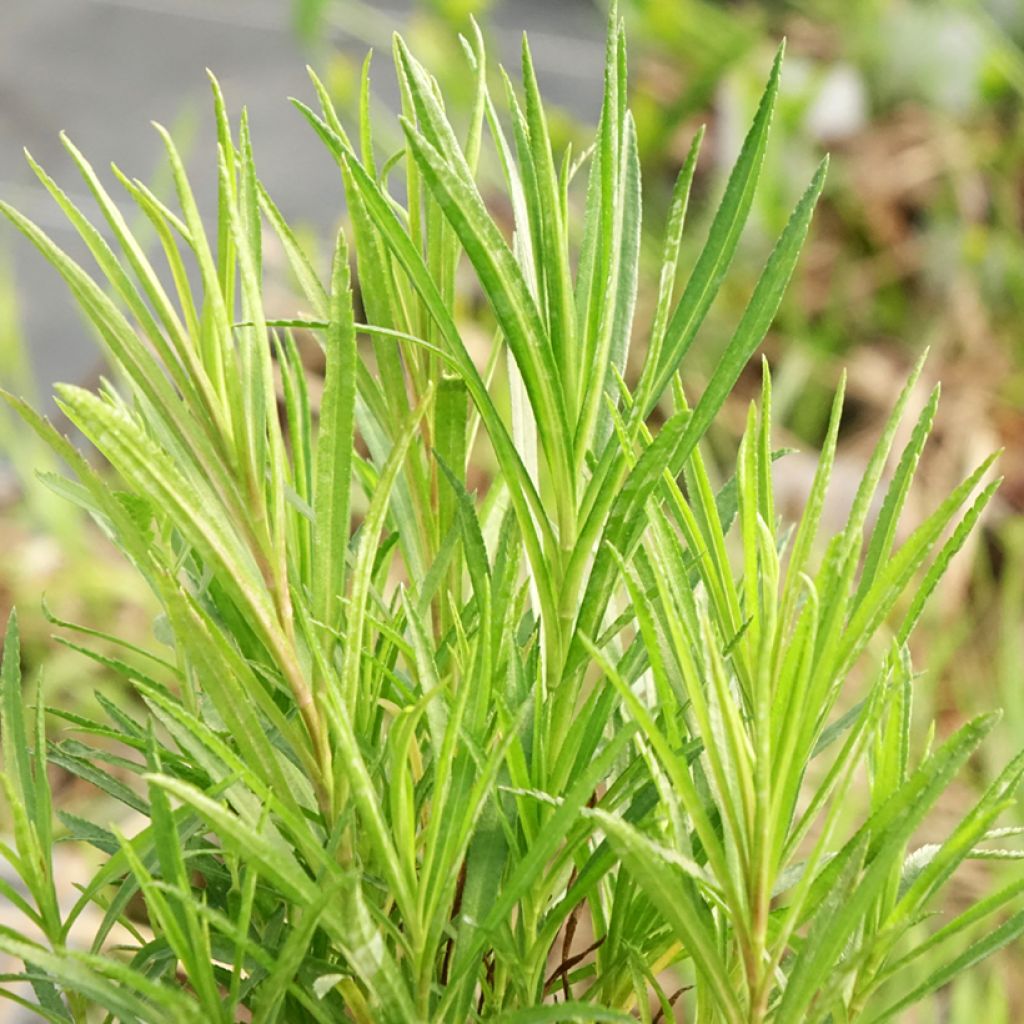Achillea ptarmica
