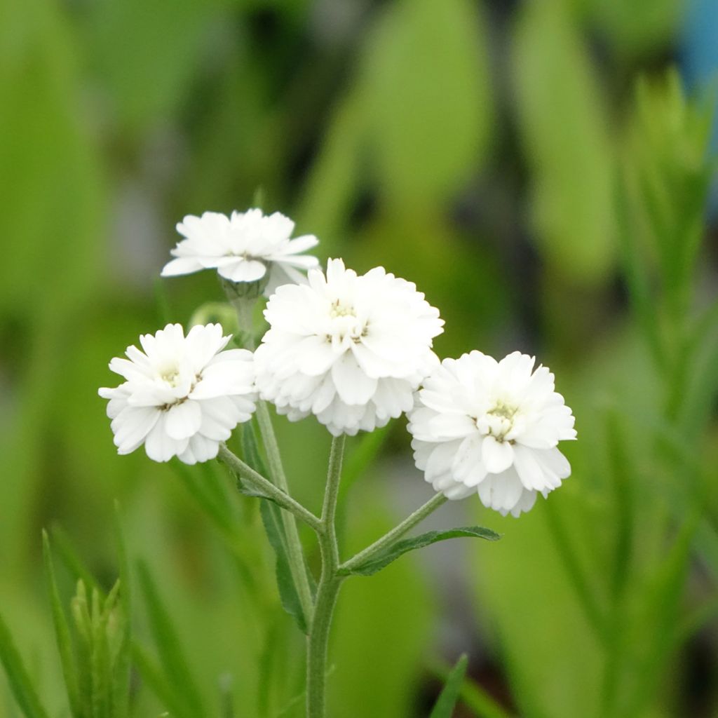 Achillea ptarmica