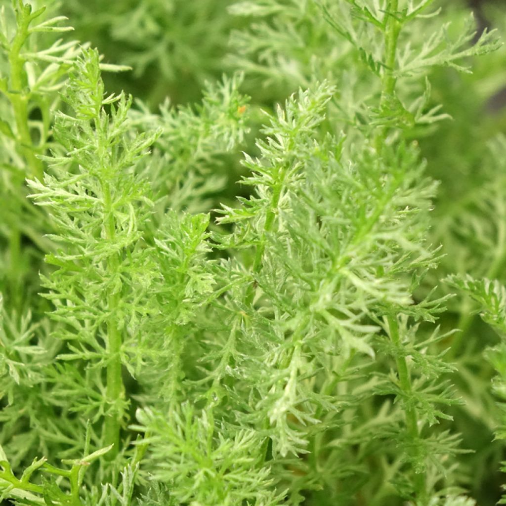 Achillea millefolium Desert Eve Terracotta