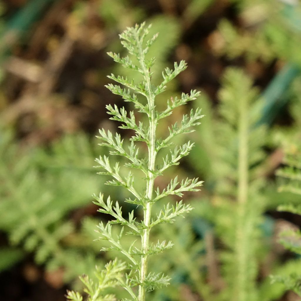 Achillea millefolium Peachy Seduction