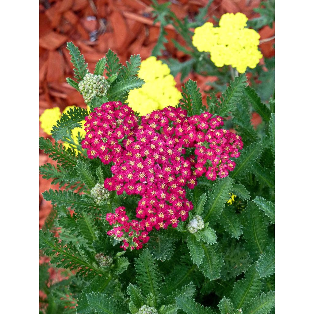 Achillée millefolium Summerwine