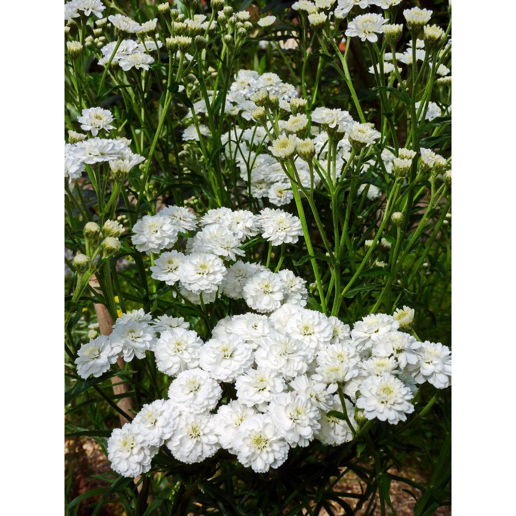 Achillée ptarmica Perry's White