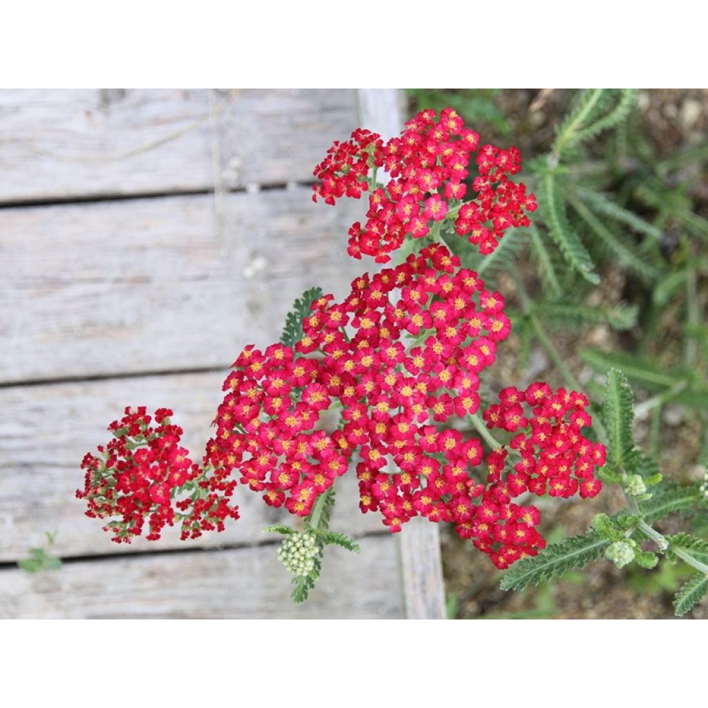 Achillée millefolium Paprika